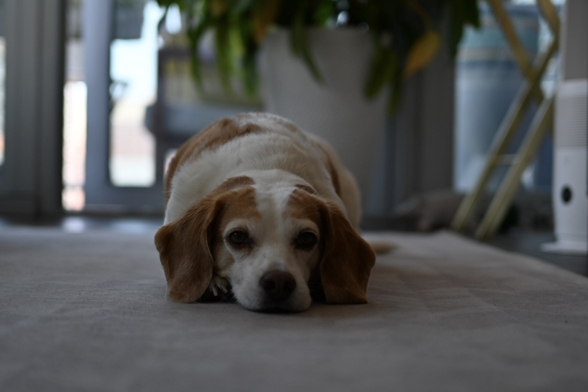 Oliver photograph 174 by Jonathan Sullivan
