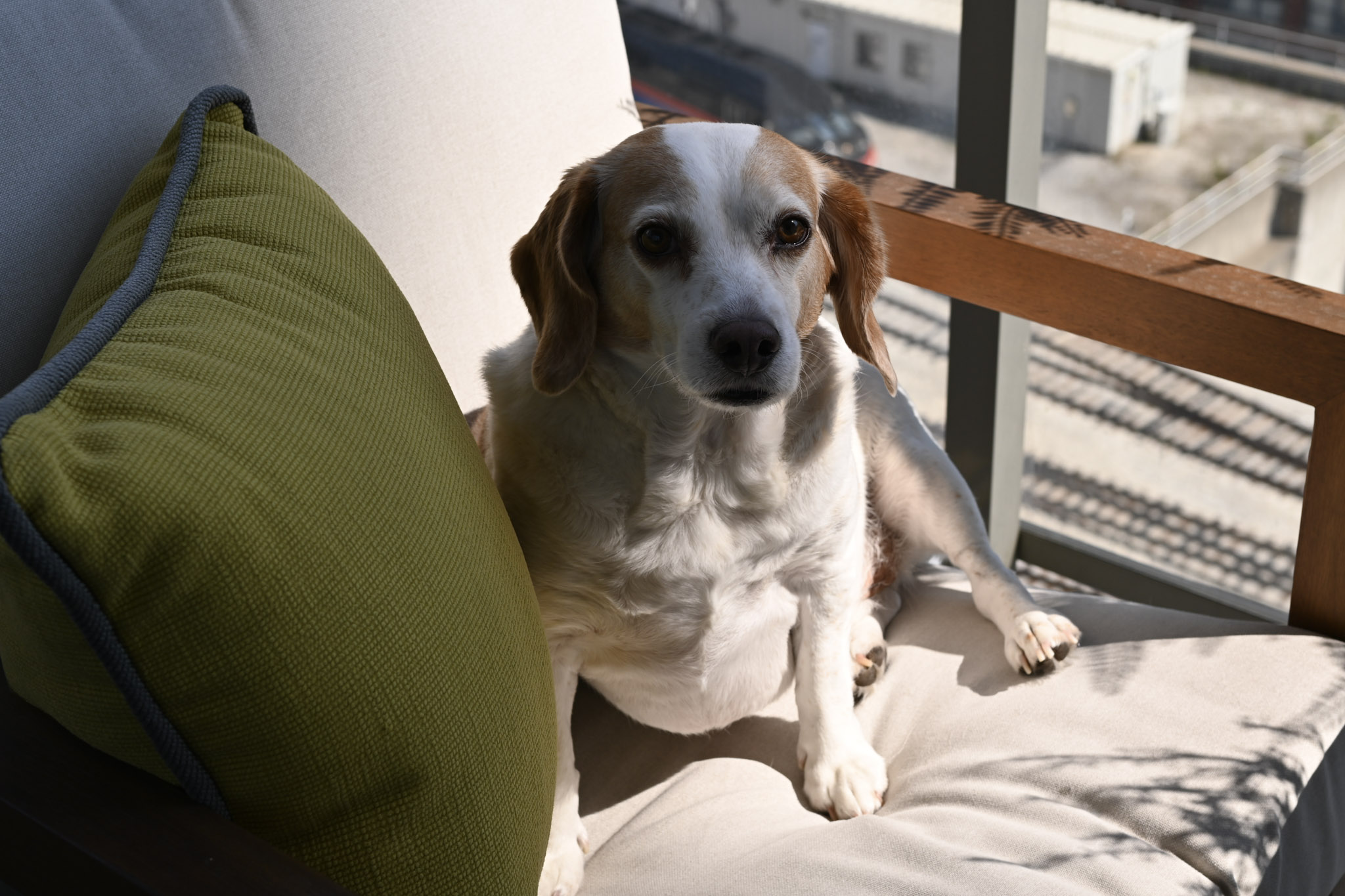 Oliver photograph 196 by Jonathan Sullivan