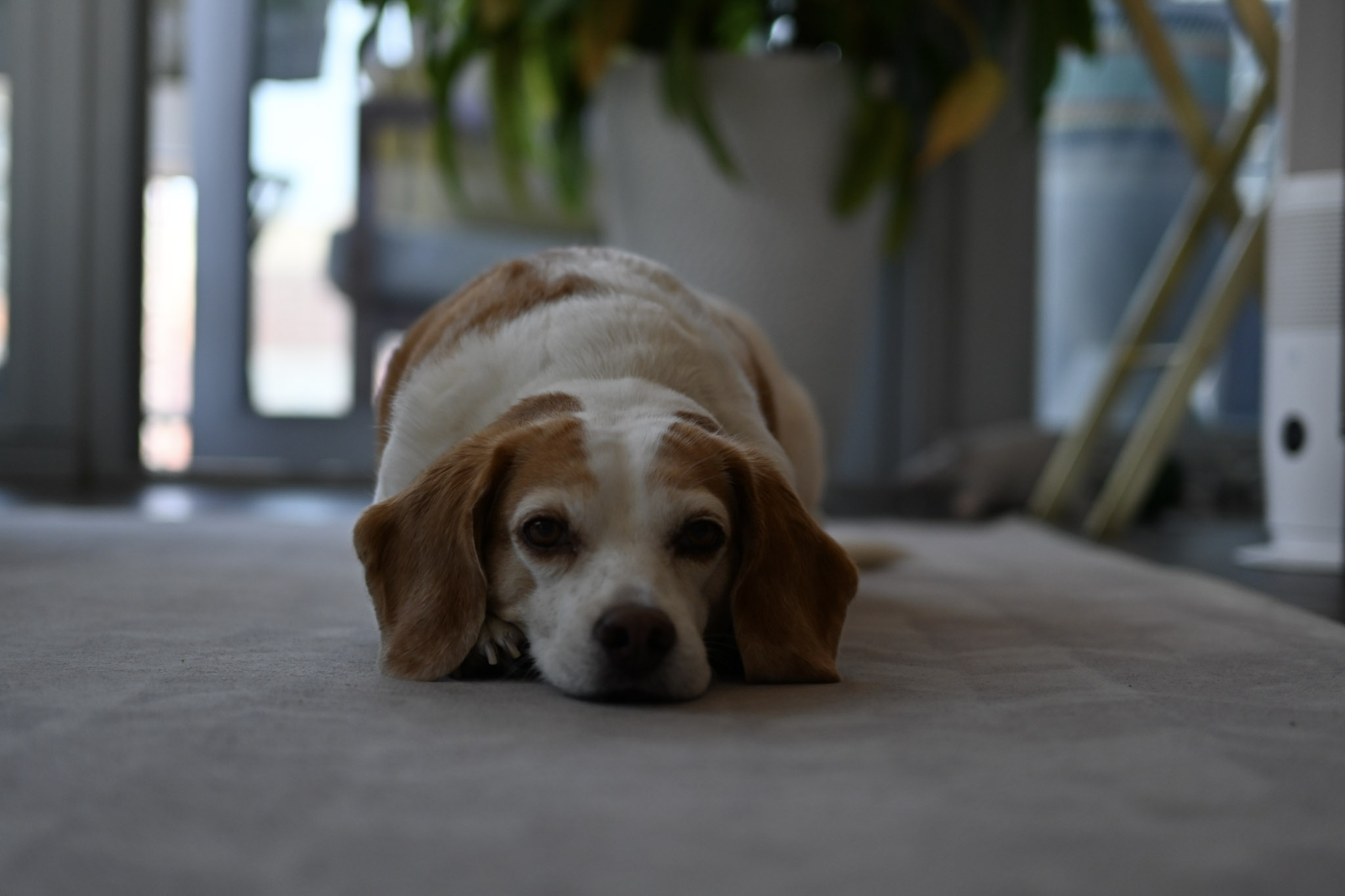 Oliver photograph 173 by Jonathan Sullivan