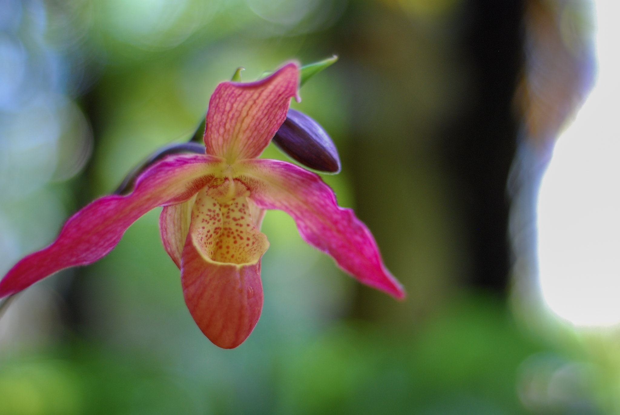 Leaves photography gallery cover
