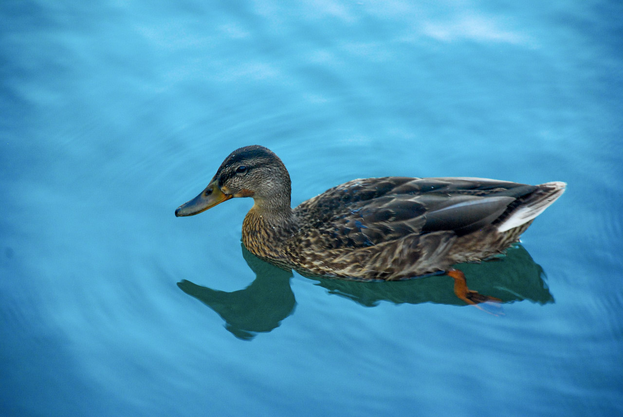 Wildlife photograph 12 by Jonathan Sullivan