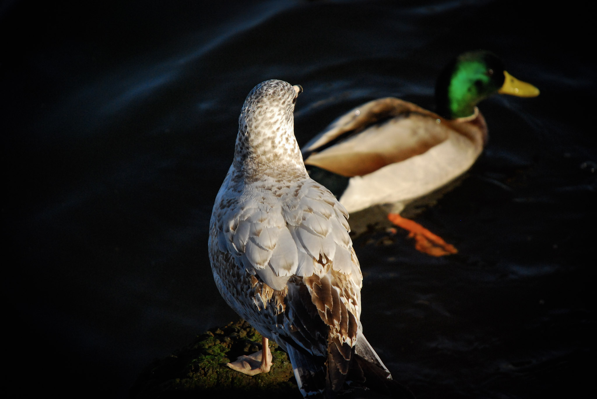 Wildlife photograph 6 by Jonathan Sullivan