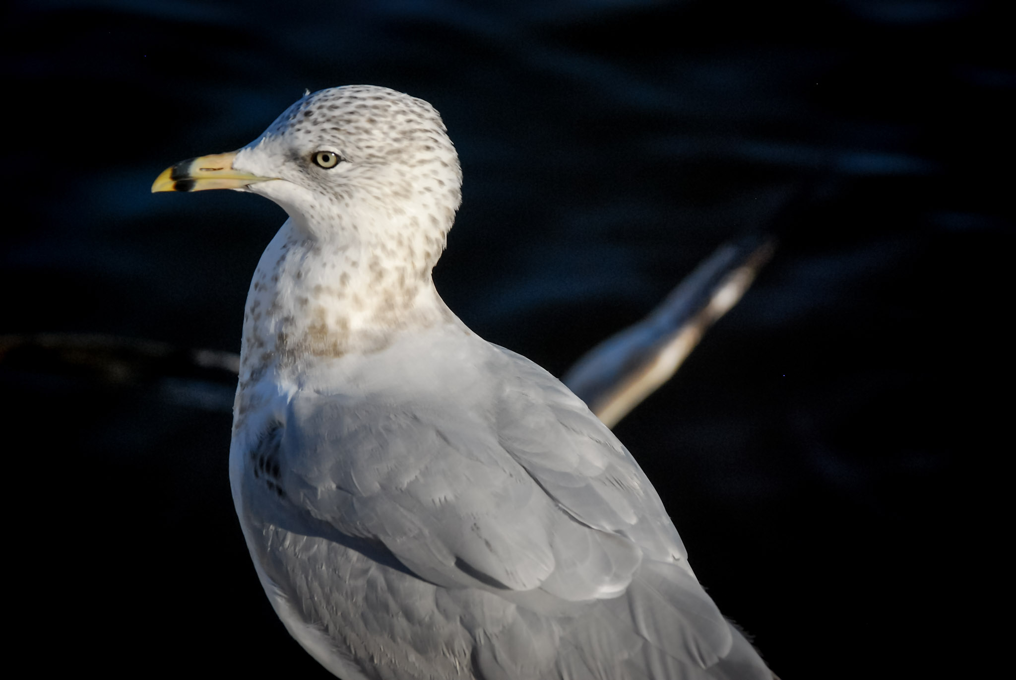 Wildlife photograph 5 by Jonathan Sullivan