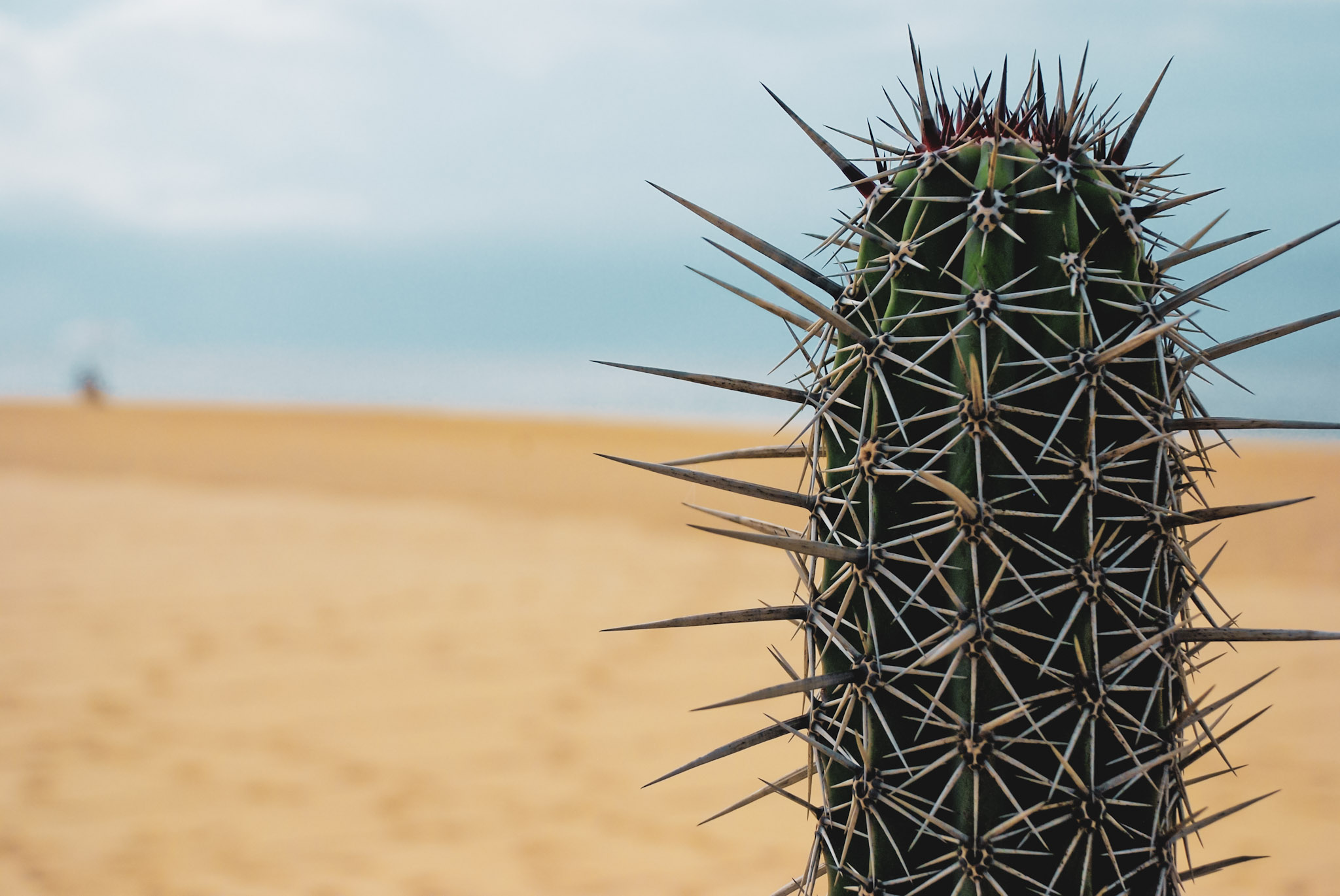 Cabo San Lucas Mexico photography gallery cover
