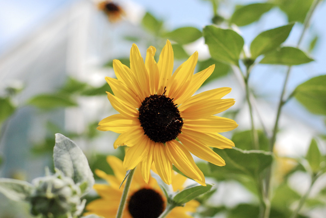 Flowers photography gallery cover